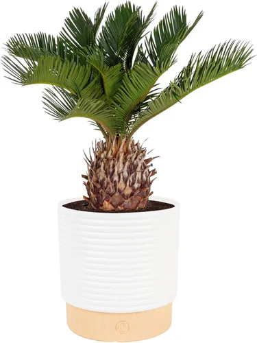 Miniatura 13 de Costa Farms Palma de Cola de Caballo, Planta Viva en Maceta Decorativa, Fácil de Mantener, Planta de Interior Perfecta para el Hogar, Habitación u