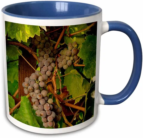 Miniatura 10 de 3dRose Danita Delimont – Vineyards – Estados Unidos, Oregón, Keizer, Pinot Gris Vineyard – US38 RBR0729 – Rick A Brown – Tazas, Negro/Blanco