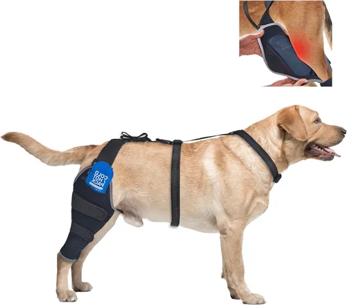 Rodillera para perro para pierna trasera desgarrada del ligamento cruzado anterior, soportes para piernas de perro con paquetes de gel Pierna