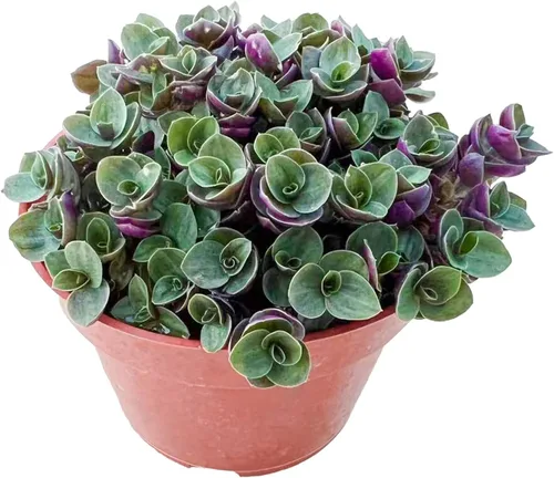 Miniatura 7 de Suculentas vivas Sedum Adolphi 'Firestorm' (10 cm), plantas suculentas totalmente enraizadas en macetas con tierra, planta de interior de fácil