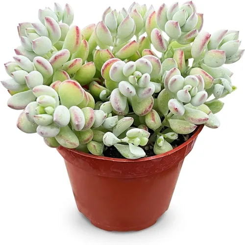 Miniatura 19 de Suculentas vivas Othonna Capensis Collar de Rubí (4 pulgadas), plantas suculentas totalmente enraizadas en macetas con tierra, planta
