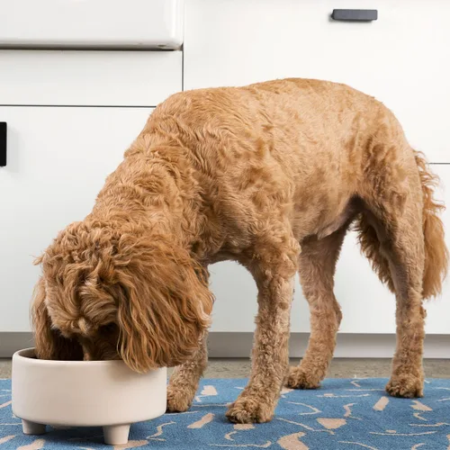 Miniatura 5 de Waggo Uplift - Tazón de cerámica para perros para razas pequeñas, medianas y grandes, pesado y duradero, para alimentos y agua, apto para Crema