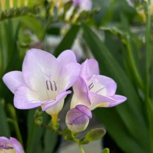Miniatura 6 de Fresia - Bulbos de flores "Delta River" – Flores moradas fragantes, ideales para flores cortadas y ramos, plantas perennes fáciles de cultivar