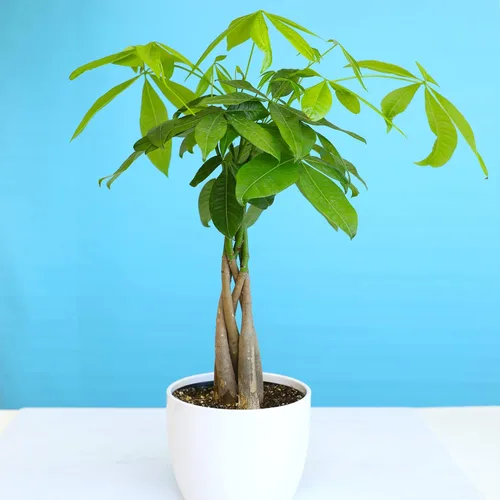 Miniatura 6 de Planta de interior de árbol de dinero vivo en maceta de cultivo de 6 pulgadas, planta purificadora de aire, fácil cuidado para principiantes