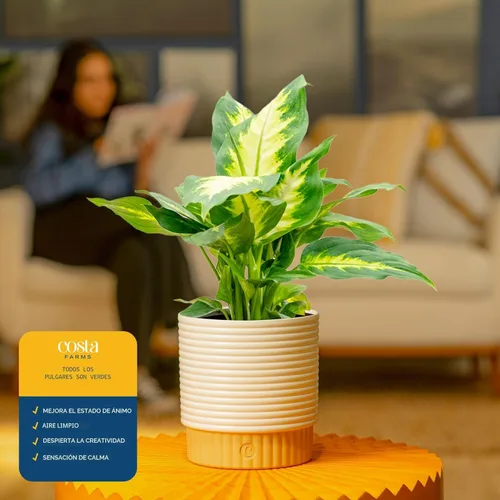 Miniatura 5 de Costa Farms Dieffenbachia, planta viva de caña muda en maceta decorativa, planta de interior fácil de mantener, perfecta para decoración del hogar