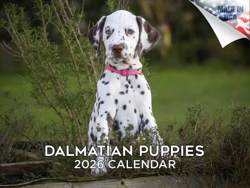 Miniatura 66 de Calendario 2025 2026 de cachorros Cocker Spaniel - Calendario mensual de pared de raza de perro - 12" x 24" abierto - Papel grueso sin sangrado