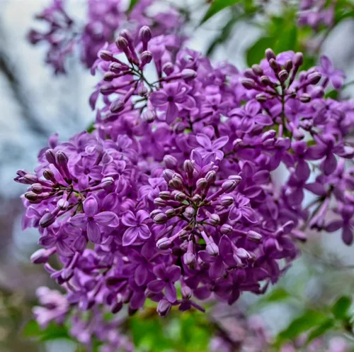Miniatura 7 de 50 Violetas Semillas Lila Extremadamente Fragante Syringa Villosa Árbol Lila Arbusto Syringa Vulgaris