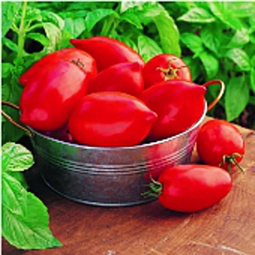 Semillas de tomate Big Mama (45 semillas) para plantar, granja, cultivo en jardín, invernadero, vegetales, frutas