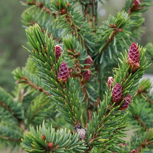 Picea omorika (abeto serbio) Semillas de árbol, madera fuerte y duradera, semillas de MySeeds.Co, elige la cantidad (0.25 oz)