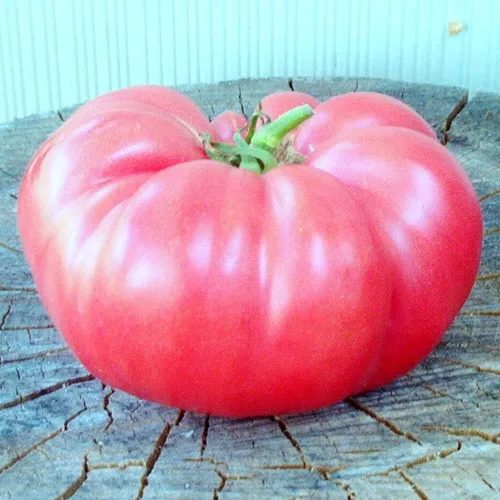 Miniatura 5 de Semillas de tomate rosa Bogema para plantar aproximadamente 30 semillas para plantar sin OMG