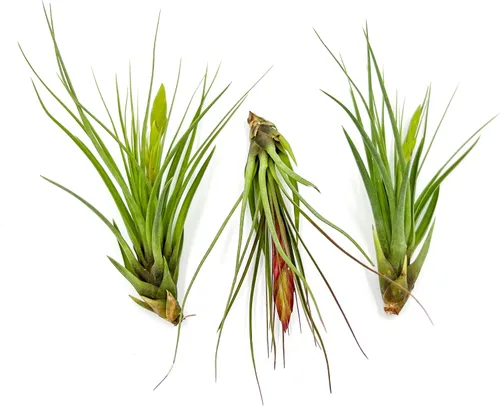 Miniatura 38 de ragnaroc Air Plants - Tillandsia Caput Medusae Floreciente, Grande 5-7" - 1ct - Llegada Viva Garantizada - Plantas de Casa para Decoración del Hogar