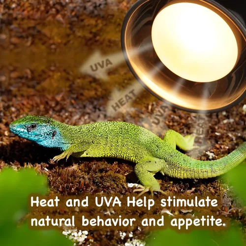 Miniatura 4 de Paquete de 2 bombillas de calor para reptiles de 75 W, bombillas de calor UVA para dragones barbudos, tortugas, serpientes, lagartos y anfibios