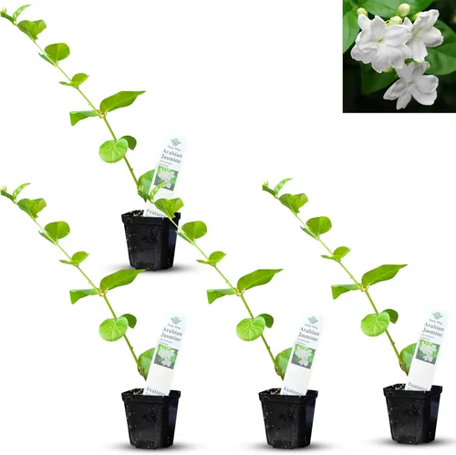 Miniatura 40 de Hibisco Rosa. rosa-sinensis. Planta Viva - Hibisco Tropical Floreciente, Flores Bonitas, Usado en Té y Jugo (2 Plantas de Hibisco Rosa)