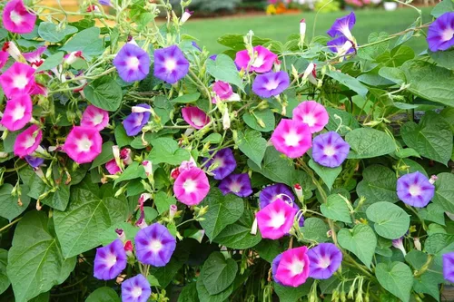 Miniatura 2 de Semillas Morning Glory Purple Mix Ipomoea Flores anuales