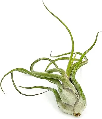 Miniatura 2 de ragnaroc Air Plants - Tillandsia Caput Medusae Floreciente, Grande 5-7" - 1ct - Llegada Viva Garantizada - Plantas de Casa para Decoración del Hogar