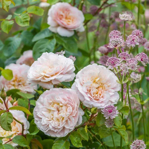 Miniatura 3 de Rosas arbustivas inglesas de reliquia, planta de raíz propia viva para jardín al aire libre, Emily Brontë, excepcionalmente fragantes, zonas