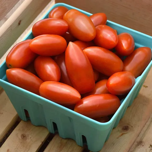 Miniatura 2 de Park Seed Semillas de tomate cherry, plantación de verduras, fáciles de cultivar, sin OMG, variedad de colores y tamaños, jardín de primavera, Goma