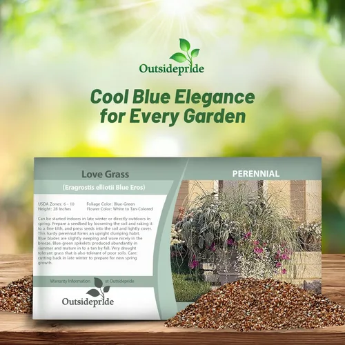 Miniatura 3 de Outsidepride 500 semillas perennes Eragrostis Elliotii Blue Eros Hierba ornamental de amor para siembra