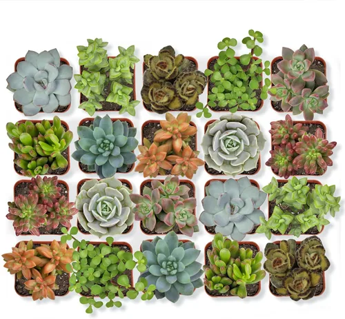 Altman Plants - Plantas suculentas vivas (paquete de 20 unidades), plantas suculentas surtidas en macetas, plantas vivas para el hogar en mezcla de