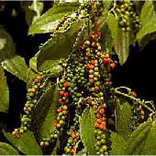 Semillas de granos de pimienta (pimienta negra) (95 semillas) Semillas para plantar, granja, cultivo en jardín, invernadero, verduras, frutas