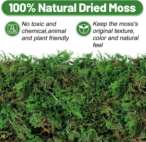 Miniatura 2 de Musgo verde natural de 10 onzas para plantas de interior, musgo real de bosque seco para manualidades, jardines de hadas artificiales, mosswall