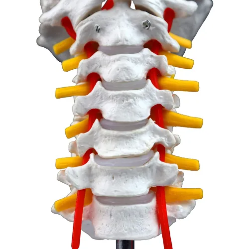 Miniatura 7 de VAV261 Columna cervical con nervios y arterias Tamaño natural, articulado 7 vértebras cervicales, discos intervertebrales Hueso occipital