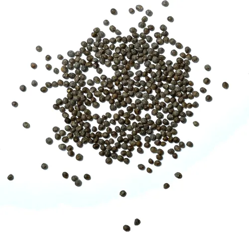 Miniatura 6 de Seed Needs Green Shiso Seeds to Plant Heirloom Perilla No GMO 5 paquetes