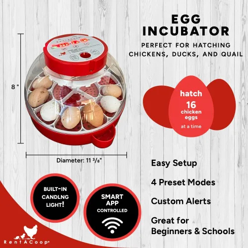 Miniatura 2 de RentACoop Incubadora inteligente de 16 huevos: controlada por aplicación, giro automático, luz de vela integrada perfecta para pollos, patos