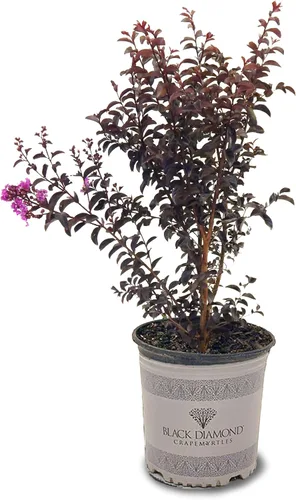 Miniatura 3 de American Plant Exchange Black Diamond Shell Pink Crape Myrtle Tree Live, maceta de 1 galón, 1-1.5 pies de alto, flores rosas vibrantes, tolerantes a