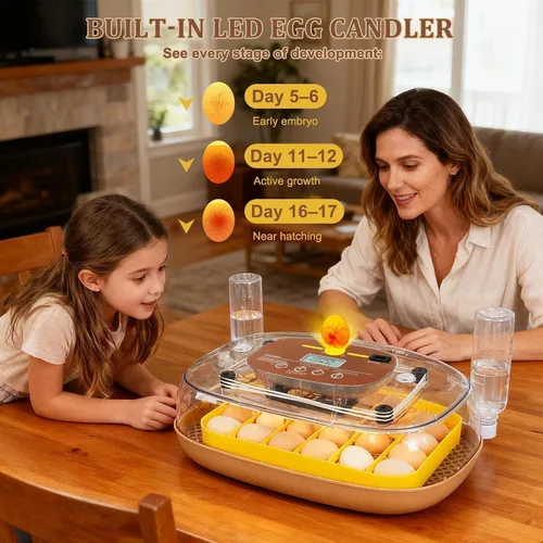 Miniatura 6 de Incubadora de 24 huevos para eclosión con volteador automático, control inteligente de temperatura y humedad, visualización de 360°, ovoscopio