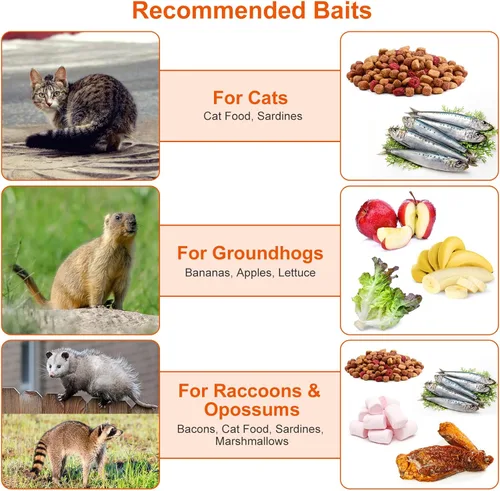 Miniatura 4 de Trampa de jaula de animales vivos de 31 pulgadas, trampa plegable resistente para gatos callejeros, mapaches, ardillas, zorrillos, marmotas, topos