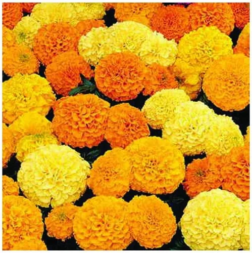 Miniatura 9 de Park Seed Whopper - Semillas de flores de caléndula amarilla, flores gigantes de 4 pulgadas totalmente dobles, tolerantes a la botrytis y Amarillo