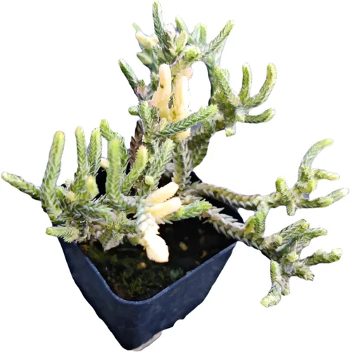 Miniatura 2 de Plantas Crassula vivas (2" Pot Crassula ovata 'Tricolor')