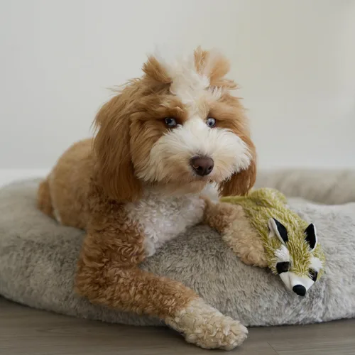 Miniatura 16 de SPOT Skinneeez - Juguete para perros sin relleno con chirriador para todos los perros. Juguete de tira y afloja para razas pequeñas y grandes. 23