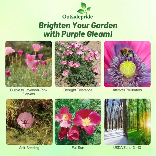 Miniatura 2 de Outsidepride Purple Gleam - Semillas de amapola California – 5000 unidades. Semillas anuales, tolerantes a la sequía y fáciles de cultivar
