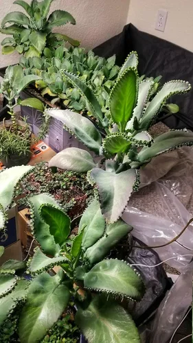 Miniatura 3 de 1 planta viva madre de miles Suculenta Kalanchoe Daigremontiana de 4 pulgadas Bryophyllum Daigremontianum 1 planta de sombrero mexicano