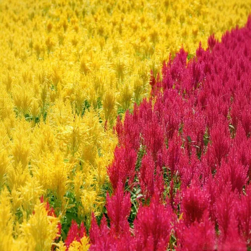 Miniatura 2 de 100 semillas de cresta de gallo (Celosia Cristata) – Semillas de flores anual tolerantes al calor y la sequía sin OMG con flores vibrantes