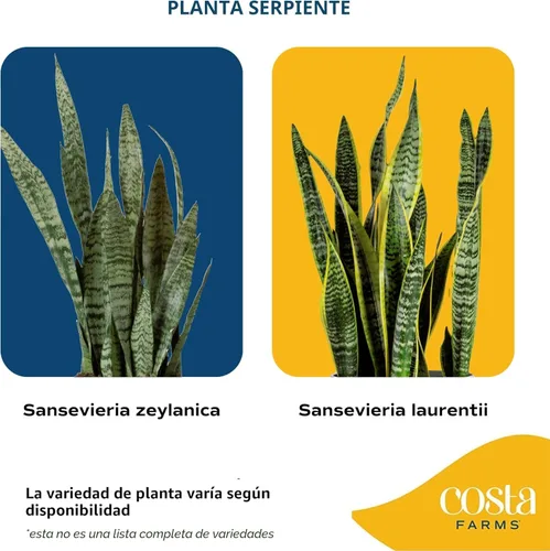 Miniatura 3 de Costa Farms - Planta de la serpiente viva, sansevieria de fácil cuidado, maceta de decoración moderna en tierra, regalo para inauguración