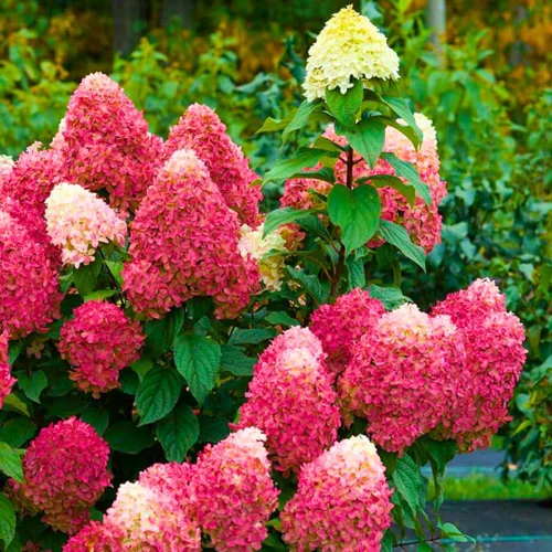 Miniatura 5 de Plantas de árbol de arbusto de hortensias vivas, 5-9 pulgadas de alto, sin maceta, inactivas en invierno, cambian de color, plantación perenne