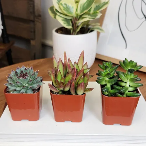 Miniatura 3 de Plantas suculentas vivas (paquete de 6) plantas suculentas en maceta, plantas vivas de interior, plantas de interior vivas, plantas