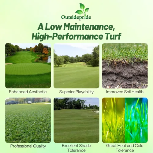 Miniatura 2 de Outsidepride Crystal Bluelinks - Semilla de césped doblada rastrera – 1 libra de césped denso para verdes de golf y superficies de putting, textura
