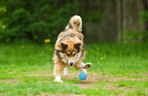 Miniatura 5 de Snug Pelotas de goma para perros pequeños y medianos, tamaño de pelota de tenis, prácticamente indestructibles (paquete de 3, azul)