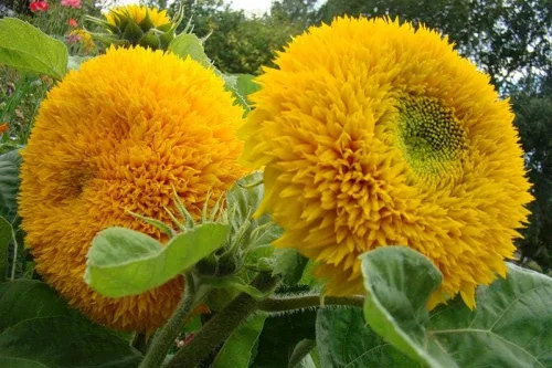 Miniatura 3 de Semillas Oso De Peluche Girasol Enano Ornamental Flores Anuales