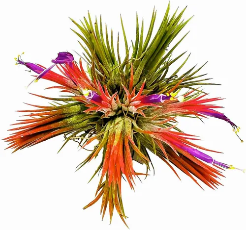 Miniatura 7 de ragnaroc Plantas de aire – Druida Tillandsia Ionantha, Regular 2-3 pulgadas – 3 ct – Llegada viva garantizada – Plantas de interior para decoración