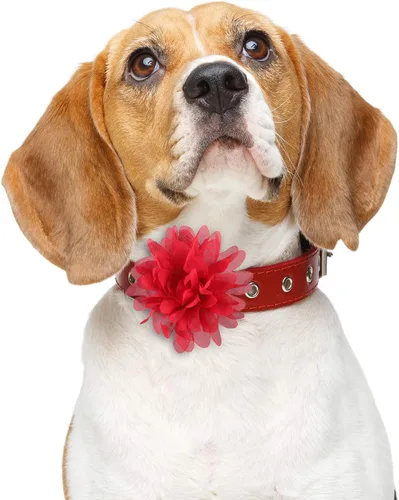 Miniatura 6 de WILLBOND 20 piezas de collar de perro de 3.1 pulgadas con lazo multicolor para mascotas, accesorios para cachorros, gatos, perros, mascotas