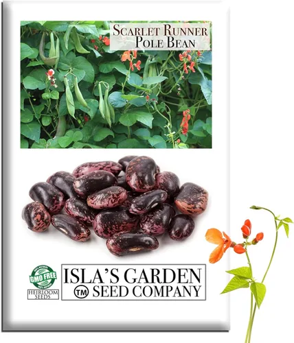 Semillas de frijol Scarlet Runner Pole (Phaseolus coccineus) – Más de 25 semillas de reliquia sin OMG de Isla's Garden Seeds, enredaderas trepadoras