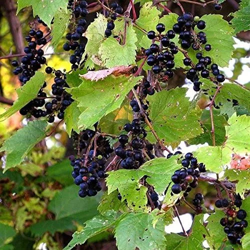 Uva silvestre (Vitis riparia) - Paquete de 10 Semillas