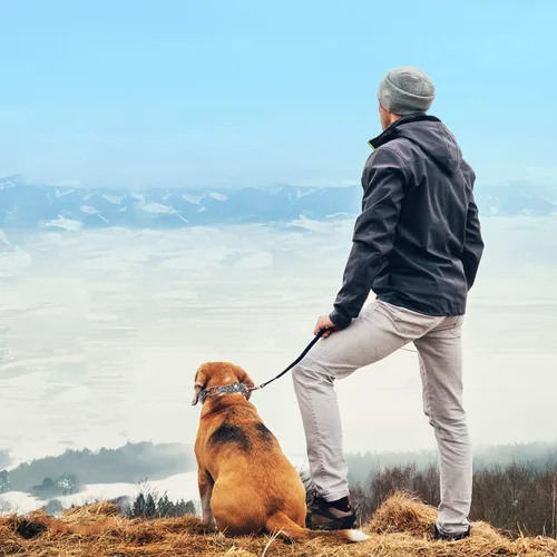 Miniatura 2 de Collares de púas para perros, collar de perro sin tirones, collar de entrenamiento para perros grandes, medianos y pequeños, de acero inoxidable