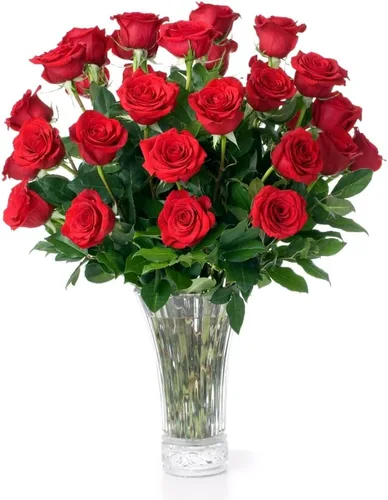 Aquarossa Farms Flores frescas cortadas para entrega, regalos para graduación, cumpleaños, aniversario o simplemente porque - 24 rosas frescas rojas