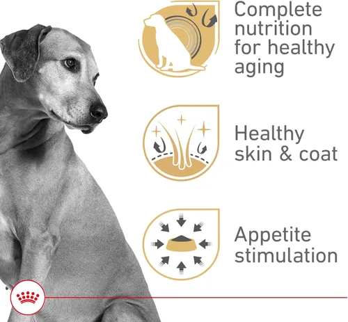 Miniatura 2 de Royal Canin Canine Health Nutrition - Alimento enlatado para perros adultos maduros en gel, lata de 13.5 onzas (12 unidades)